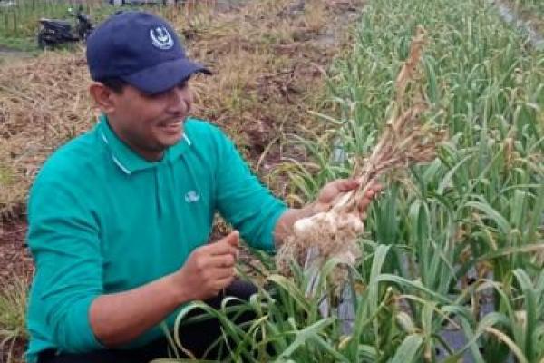 Perluas Sentra Produksi, Kementan Dorong  Sukabumi Kembangkan Bawang Putih