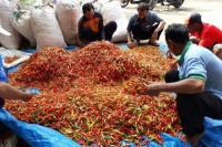 Kementan Gerak Cepat Selamatkan Harga Cabai Rawit di Tuban