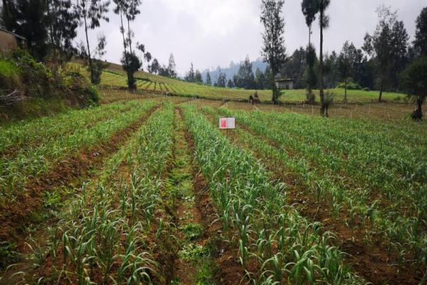 Amankan Aset Negara, PTPN Gandeng TNI AD