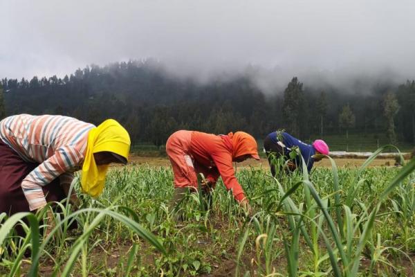 Tiga Kabupaten Kaltara Disiapkan Jadi Penyangga  Pangan Ibu Kota Baru