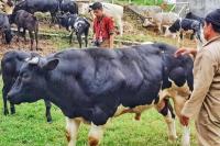 Belgian Blue Andalan Kementan Kejar Swasembada Daging Sapi 2026 