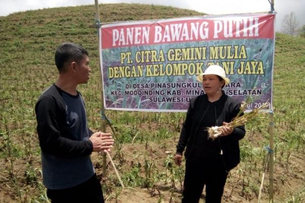 Kerjasama Tanam Bawang Putih Dengan Importir, Petani di Minsel Sulut Raup Untung