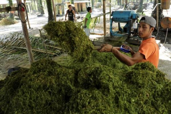 Inovasi Jambi Kembangkan Pupuk Organik Jadi Prukades Tekan Angka Pengangguran