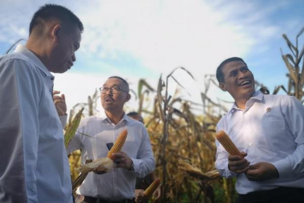 Sidak Balittra, Mentan Ajari Awak Media Pola Tanam Jagung Unik