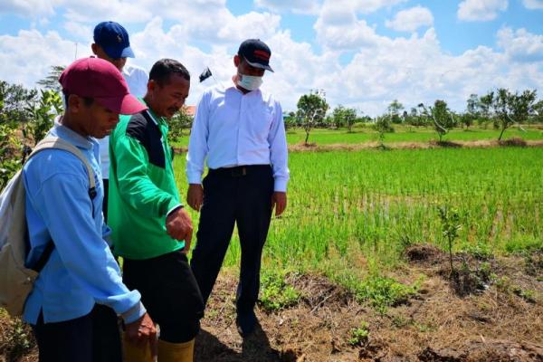 Brigade Alsin, Strategi Mentan Garap Lahan Rawa