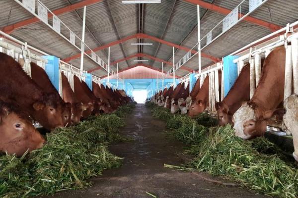 Penyakit Mulut dan Kuku Tak Ganggu Stok Hewan Kurban 