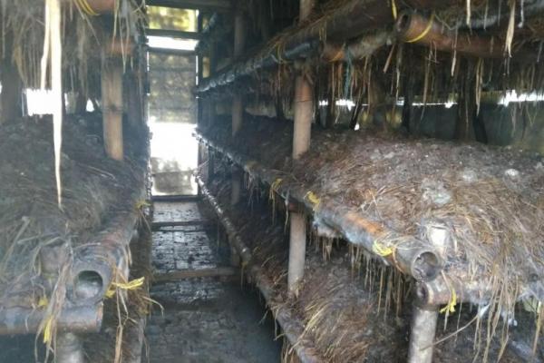 Menengok Jamur Merang  Di  Kabupaten  Karawang