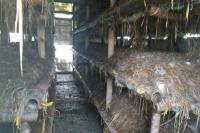 Menengok Jamur Merang  Di  Kabupaten  Karawang