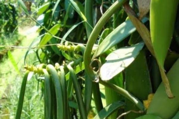 Vanili Siap Bangkit Kembali