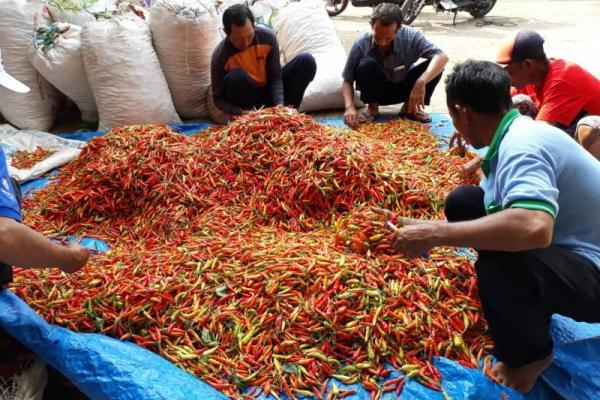 Kemendag Diminta Tetapkan Harga Acuan Pembelian Cabai di Tingkat Petani