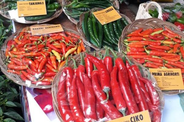 Respon Cepat Toko Tani Indonesia Stabilkan Harga Cabai