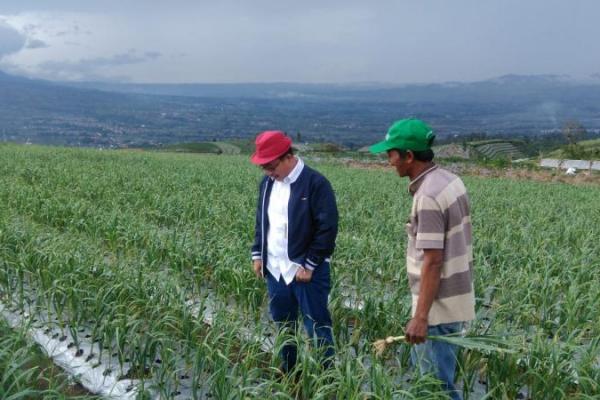 Kementan Tegaskan Kebijakan Wajib Tanam Bawang Putih Tetap Dilanjutkan