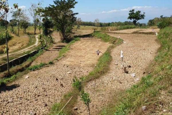 Ilustrasi musim kemarau (Foto: Ist) 