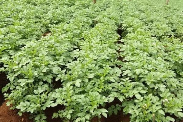 APBK Dukung Kembali Amran Selesaikan Kentang Industri