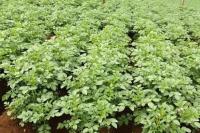 APBK Dukung Kembali Amran Selesaikan Kentang Industri