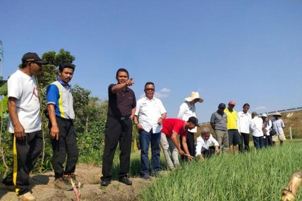 Pakai Metode BAMELE, Petani Bawang Nikmati Keuntungan Ganda