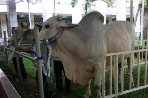 Catat, Ini Prosedur Pelaksanaan Kurban di Era New Normal