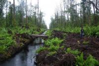 Perode II 2020, PIPPIB Hutan Alam dan Gambut 66,28 Juta Ha