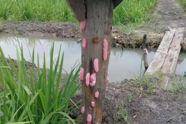 Cara Jitu Basmi Siput Murbai dengan Aman dan Alami