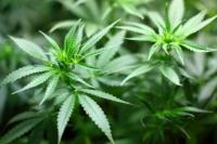 Bantu Petani Miskin, Maroko Legalkan Pertanian Ganja untuk Keperluan Medis