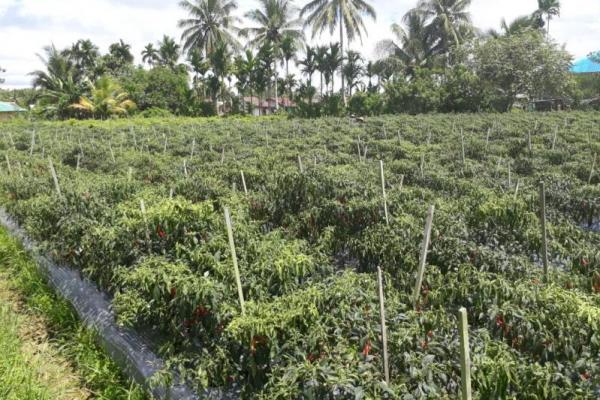 Produksi Cabai dan Bawang Merah Sukabumi Siap Penuhi Pasokan Jabodetabek