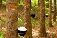   Luar Biasa, Satu Hektare Kebun Karet  Bisa Hasilkan Seribu Liter BBM Nabati