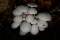 Pasar Makin Terbuka, Pengalengan Siap Ekspor Jamur dan Sayuran