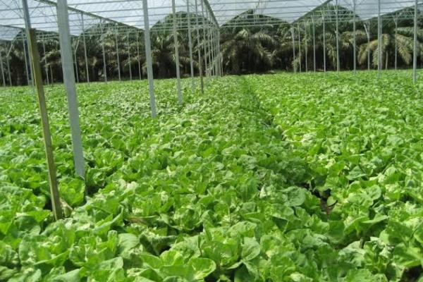 Kementan Target Ekspor Hortikultura Tembus Rp6,87 Triliun