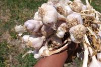 Kementan Catat Kepemilikan RIPH Importir, Ini Tujuannya