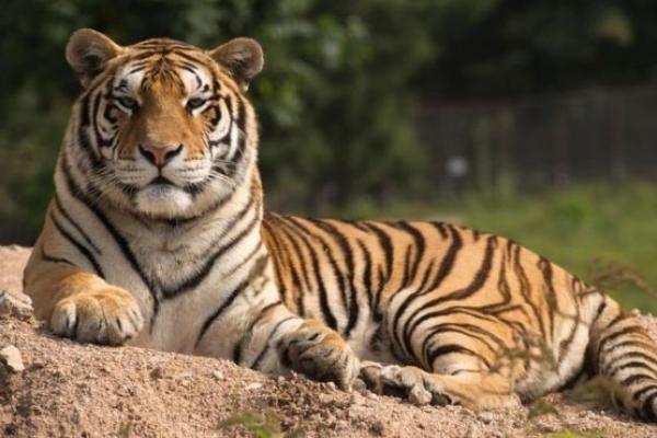 Bukan Cuma Manusia, Harimau pun Terinfeksi Corona
