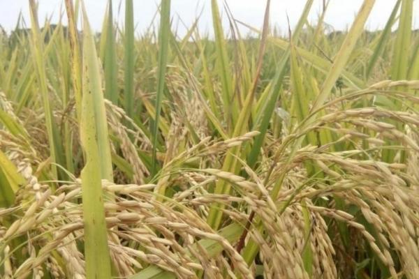 Jelang Panen Raya, Kementan Jaga Harga Gabah