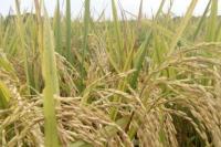 Jelang Panen Raya, Kementan Jaga Harga Gabah