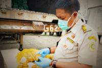 Ekspor Kentang Sumut Meningkat Dua Kali Lipat