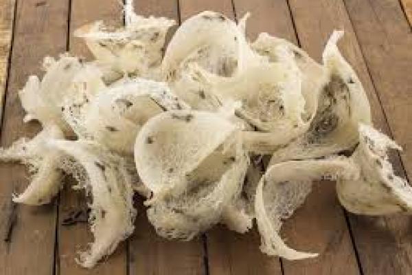 Ekspor Sarang Burung Walet Tetap Naik Walau di Tengah Pandemi Covid-19