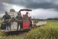 Panen Raya, Kabupaten Semarang Panen Padi Seluas 4.800 Hektar Pada Bulan April