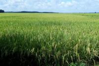 Setelah Panen Raya, Petani Grobokan Rotasi Tanam Kacang Hijau dan Kedelai