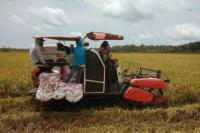 Di Tengah Tekanan Covid-19, Petani Banyuasin Sibuk Panen Raya Padi