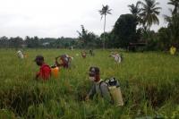Diserang Ulat Grayak, Petani Musi Rawas Lakukan Gerakan Pengendalian