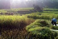 Tengah Panen Raya Padi, Pemerintah Dorong Petani Samarinda Budidaya Tanaman Sehat