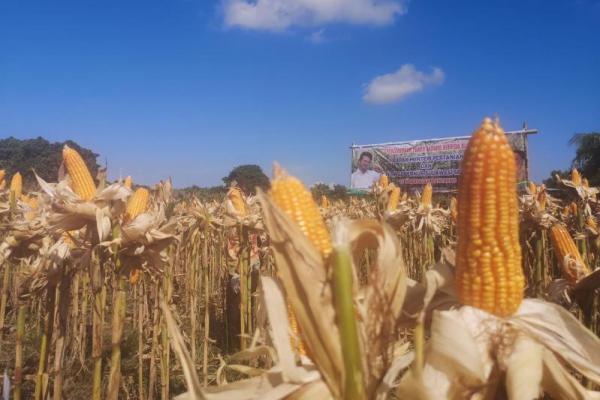 Kementan Tegaskan Data Stok 2,3 Ton Jagung Benar Adanya