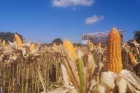 Kementan Tegaskan Data Stok 2,3 Ton Jagung Benar Adanya