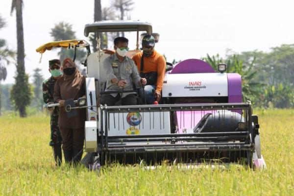 Panen Padi Inbrida, Mentan: Saat Ini Sektor Pertanian dan Kesehatan Tidak Boleh Berhenti