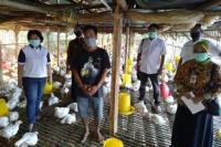 Penyerapan Ayam Ras Milik Peternak Mandiri Mulai Berjalan