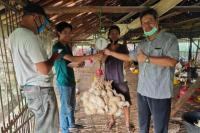 Peternak Mandiri Apresiasi Langkah Pembelian Ayam Hidup di 6 Propinsi
