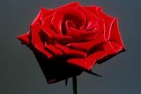 Mawar Merah Iwan Fals untuk Didi Kempot