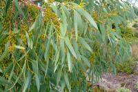 Kementan Temukan Potensi Eucalyptus Untuk Cegah Corona