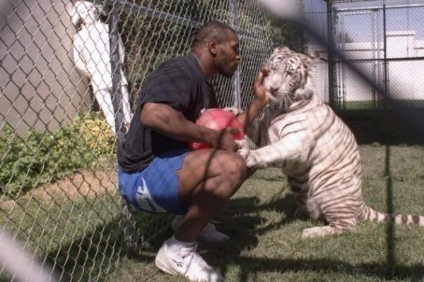 Mike Tyson Siap Bertarung Lagi