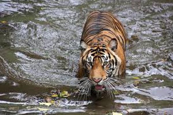 Libur Akhir Pekan, Saatnya Menonton Harimau Ragunan Via Instagram