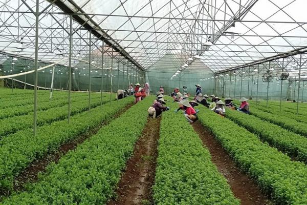 Permintaan Ekspor Krisan ke Jepang Masih Tinggi