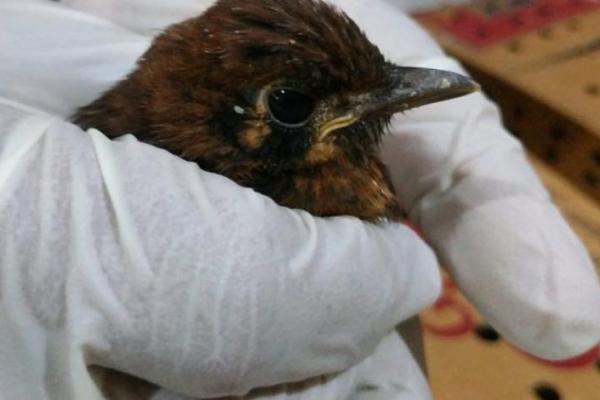 Upaya Penyelundupan Ratusan Punglor NTT Berhasil Digagalkan